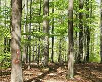 EU forests can't help climate fight: study