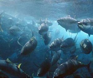 URI, firm developing techniques for tuna aquaculture