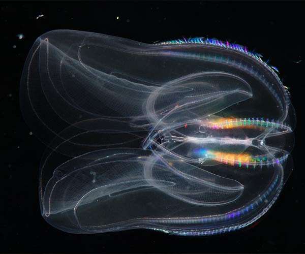 Young Again: Study Shows Comb Jellies Can Reverse Aging