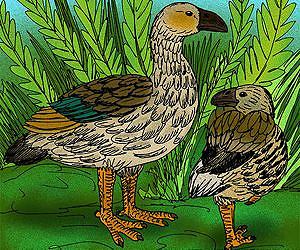 Moa's ark