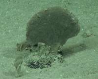 Four new species of giant single-celled organisms discovered on Pacific seafloor