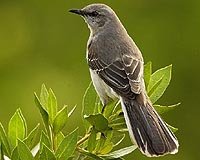 Mockingbirds Can Recognize A Face In A Crowd
