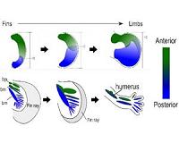 Key genetic event underlying fin-to-limb evolution