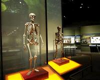 Bigger brains led to bigger bodies in our ancestors