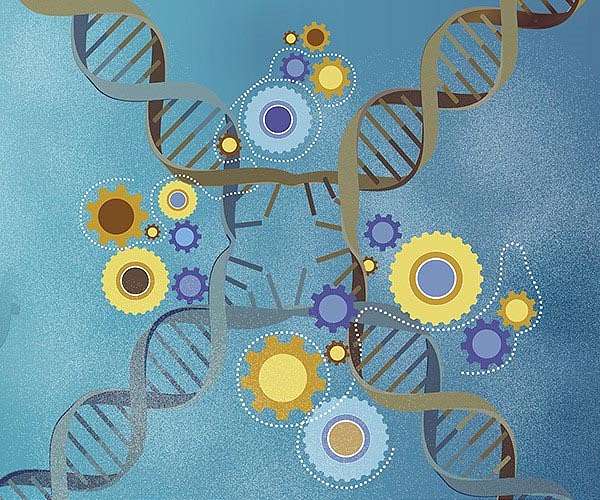 How do molecular motors convert chemical energy in to mechanical work?