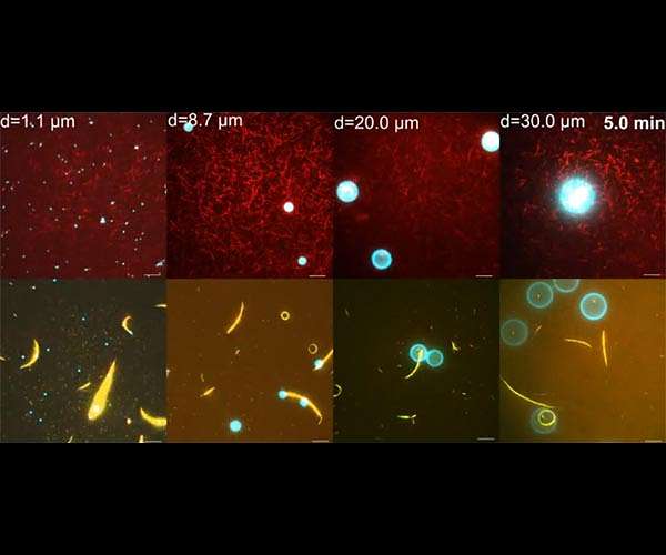 Molecular robots work cooperatively in swarms