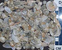 What amino acids in shells can tell us about Bronze Age people