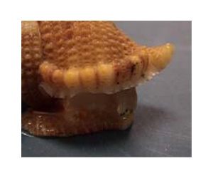Sea snails help scientists explore a possible way to enhance memory