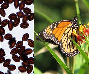 Infectious diseases and climate change intersect with no simple answers