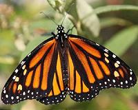 Vineyard habitats help butterflies return