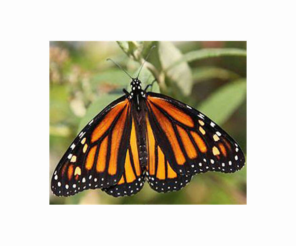 Mexico sees big fall in monarch butterfly numbers