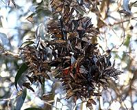 Federal government designates $3.2M to save monarch butterfly