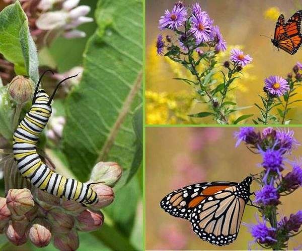 When milkweed leaves are scarce, hungry caterpillar get angry