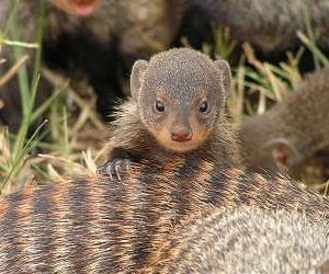 Mongoose Traditions Shed Light On Evolution Of Human Culture