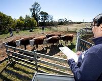 Australia's Rinehart, China group win cattle empire bid