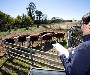 Down-under digestive microbes could help lower methane gas from livestock