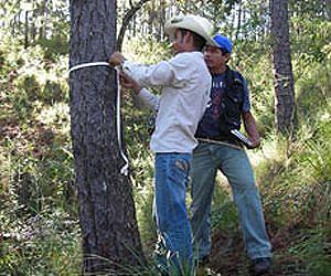 VTT introduces deforestation monitoring method for tropical regions