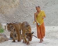 Crouching tigers, hidden cameras: Nepal counts its big cats