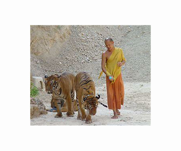 Nepal tiger population roars back after conservation drive