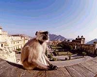Like Humans, Monkey See, Monkey Plan, Monkey Do