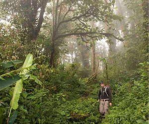 Cloud forest trees drink water through their leaves