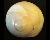 Study Reveals Predation-Evolution Link