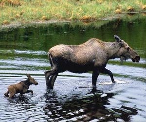 Hunting moose, a Swedish passion