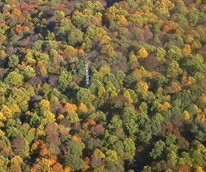 Climate Change May Speed Up Forests' Life Cycles