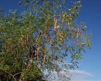 New, useful feature of Moringa seeds revealed