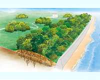 Rethinking tsunami defense
