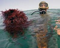 Hard times for 'red gold' divers in Morocco's El Dorado