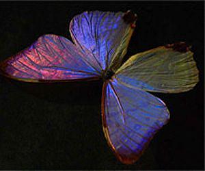 Butterfly wings inspire new technologies: from fabrics and cosmetics to sensors