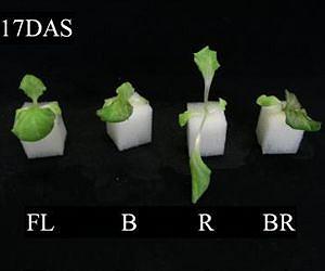 Blue light irradiation promotes growth, increases antioxidants in lettuce seedlings