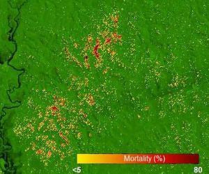 New research will help shed light on role of Amazon forests in global carbon cycle