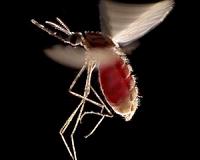 Scientists unlock genetic secret that could help fight malaria