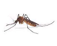 Bill Gates playfully frees swarm of mosquitoes
