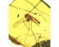 Ancestral malarial organisms traced to age of dinosaurs