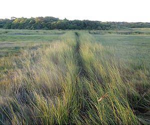 Old drainage ditches sleeping threat to Cape Cod salt marshes