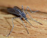 US gives tentative OK to testing genetically modified mosquitoes