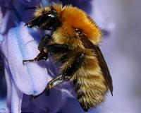 Quarter of Europe's bumblebee species risk extinction: study