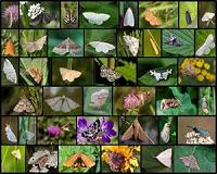 New butterfly species with 46 chromosomes discovered in Russia