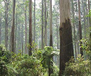 World's biggest, oldest trees are dying: research