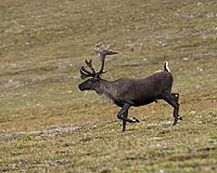 Mountain Caribou's Ancient Ancestry Revealed