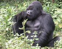 Inbreeding in mountain gorillas may contribute to save the species