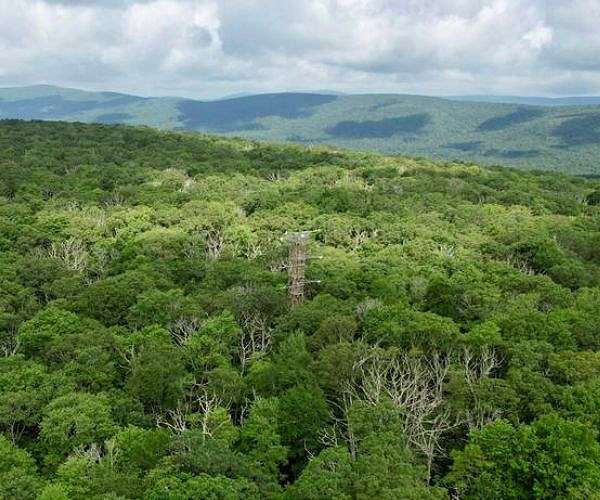 How Well Will Different US Forests Remove Atmospheric Carbon in the Future