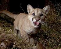 Freeways as fences, trapping the mountain lions of Los Angeles