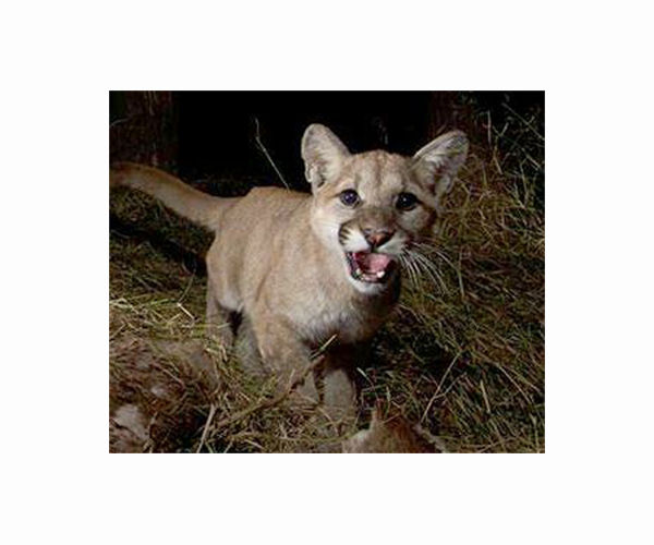 Beloved 'Hollywood Cat' mountain lion euthanized in Los Angeles