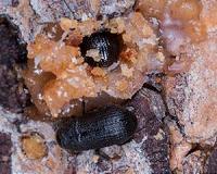 Mild winters not fueling all pine beetle outbreaks in western US
