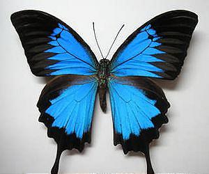 Butterfly wings inspire design of water-repellent surface