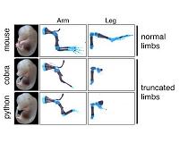 How snakes lost a blueprint for making limbs